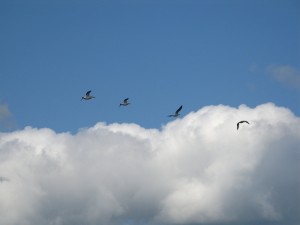 White Pelicans flying away from us