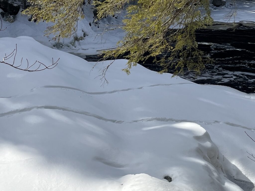 Wavy otter slide tracks curve across a smooth blanket of sunlit snow near the edge of a dark, partially open river, with evergreen branches hanging overhead.