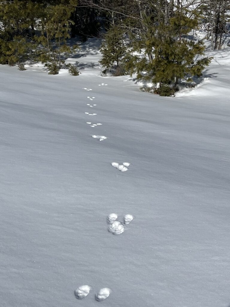 Single line of large, well?spaced coyote?like tracks crosses an open, sunlit snowfield toward a cluster of small evergreens at the forest edge.